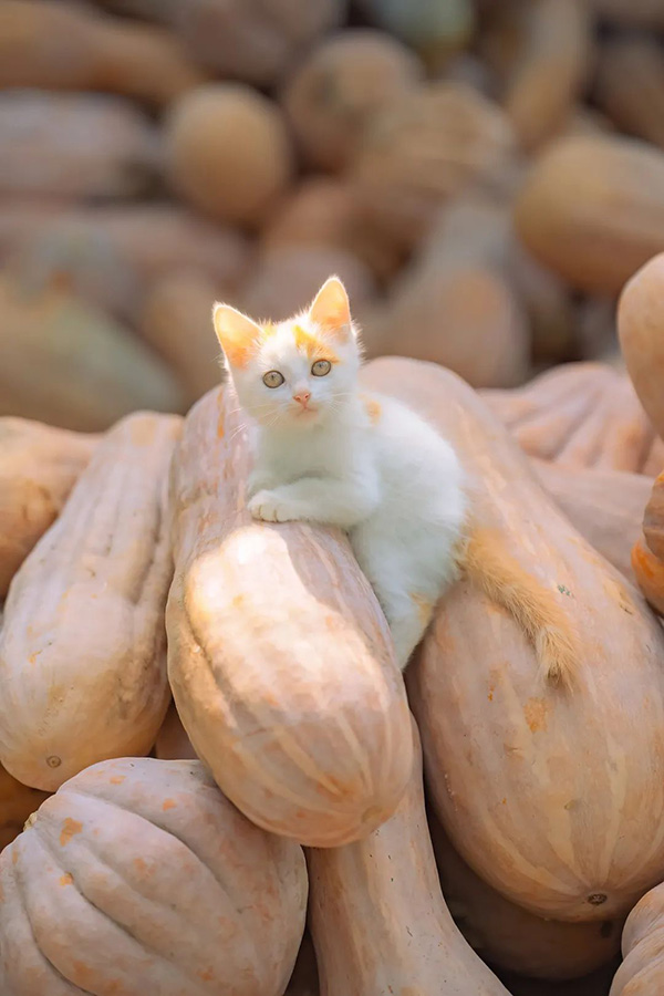 ʱ12.ϵ  ִʫ 121730naaw2v61m02571ba