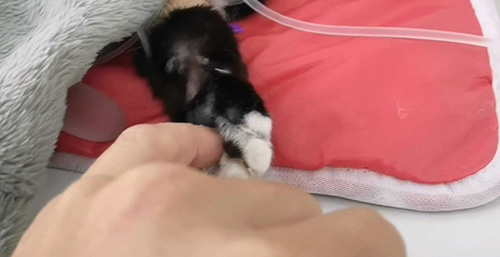 ˵Ĵ Ҳ˵ǿ  ɢ 121811nrk0gct1z6hcztu5