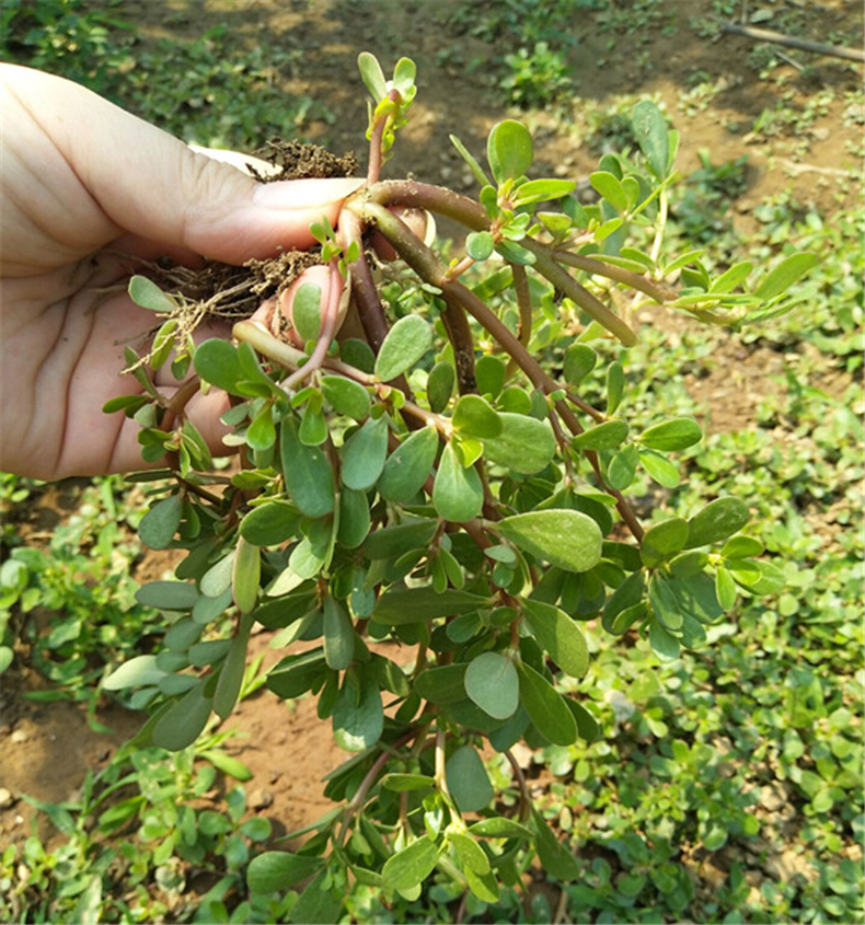 Ʋ  ɢ 155402gsn4t5d5w21dswk4