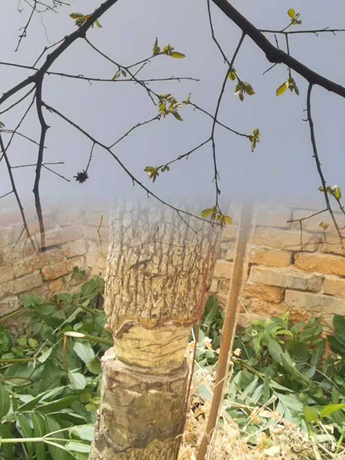   ɢ 113031wmrm8ivzyuguvtxn