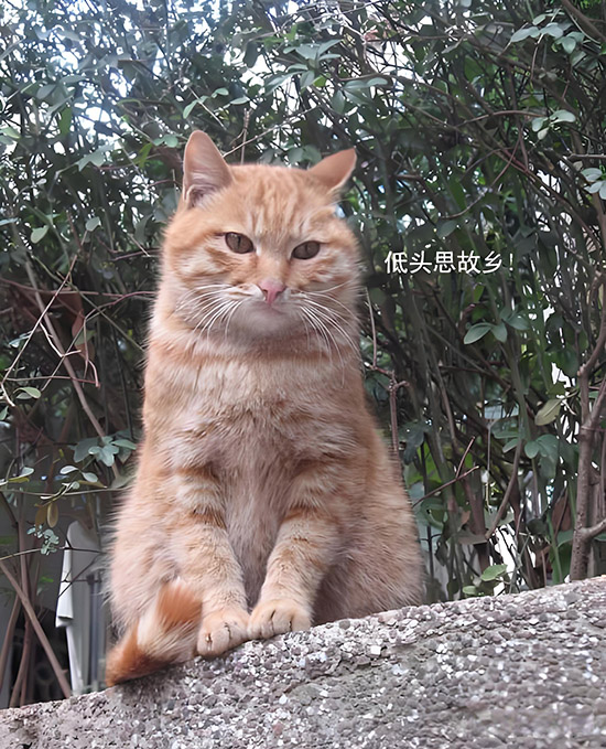 ʱ41.  ִʫ 113919u3t3toa5113n1qk1