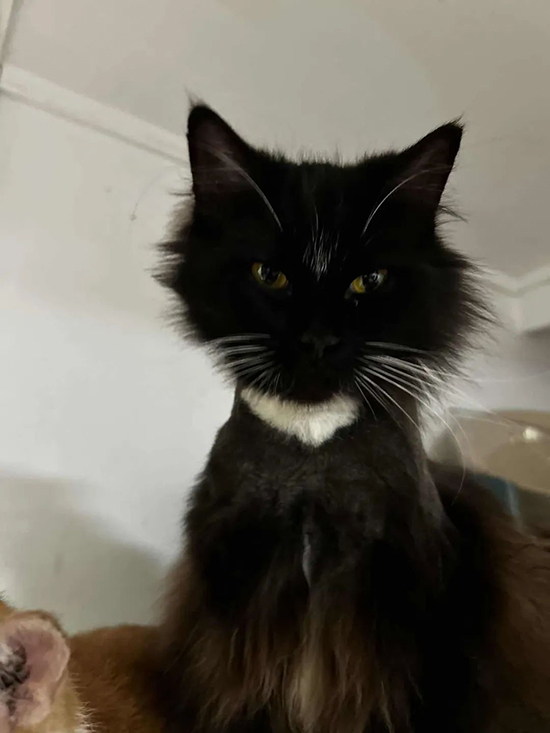 ʱ43.ŷ֮ŭ  ִʫ 112425c3sxyb8w3xynwy00