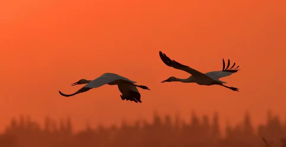 ɽĹ԰  ɢ 105529qt6vtydhdkxadcxz