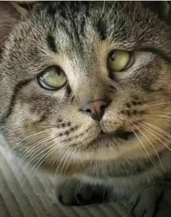 ʱ52.ȱǻ۵۾  ִʫ 115003gfmqa93o3g1ud141