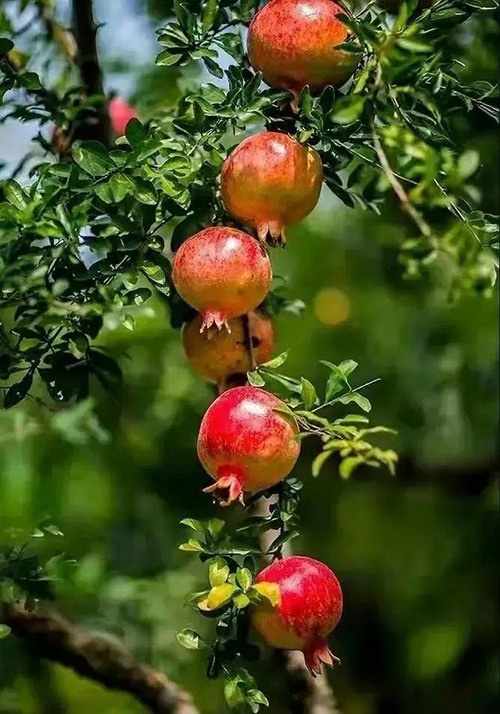 ʫ�仭�ŷ�����  Ͷ��ר�� 121320h4344nlaxeekecly