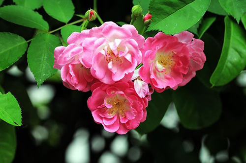 24����24�仨24ʫ�������ݡ�Ǿޱ��  Ͷ��ר�� 121742irpfs8s7n7un0sp2