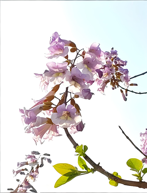 24����24�仨24ʫ���������ơ�������ͩ���������壩  ���Ͻ��� 130953dybr18b715o587yb