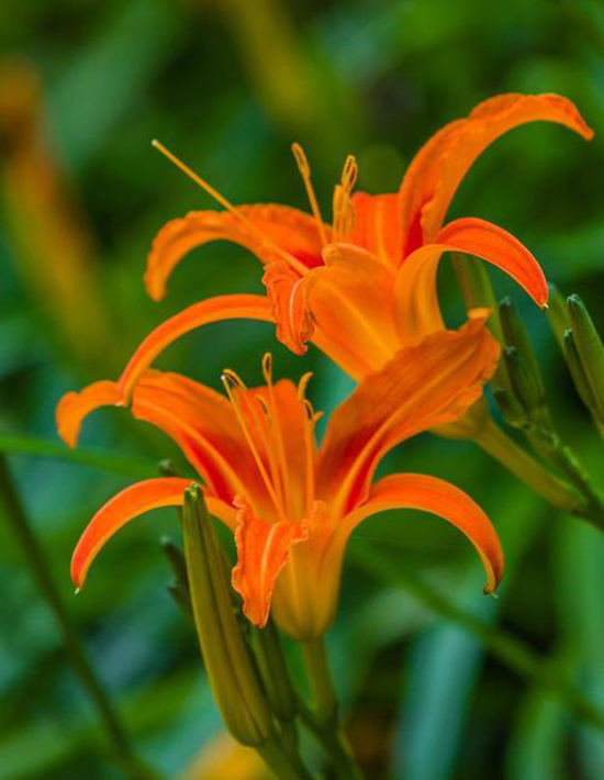 9.24节气24朵花24诗画:芒种·萱草花1.jpeg 9.24节气24朵花24诗画:芒种·萱草花1.jpeg