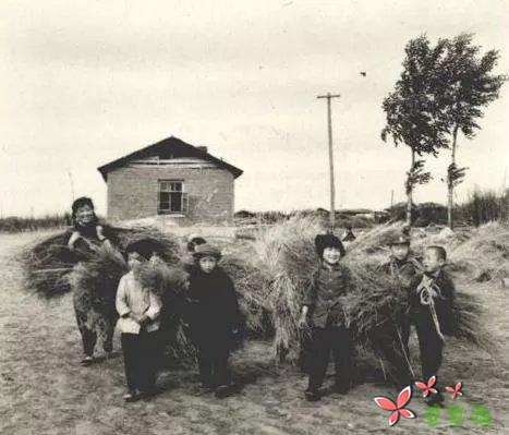 生在农村,福兮,祸兮?(散文)