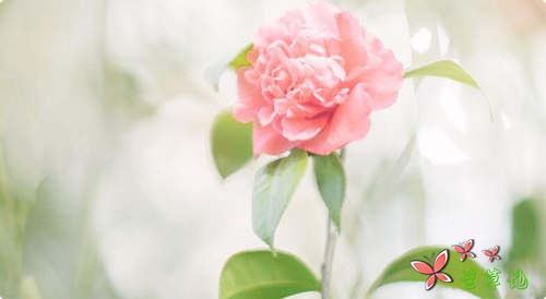 浅夏茵茵,念如初