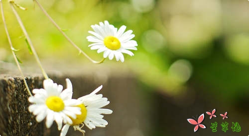 宽容别人,才能快乐自己