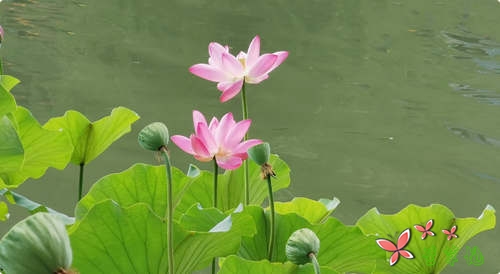 念在天涯,心在咫尺