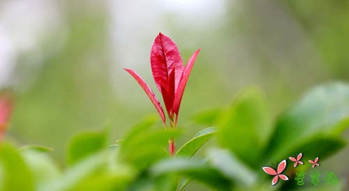 生命是一场远行