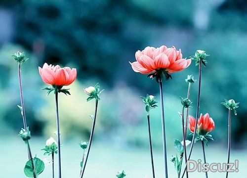 人生最大的修养是包容